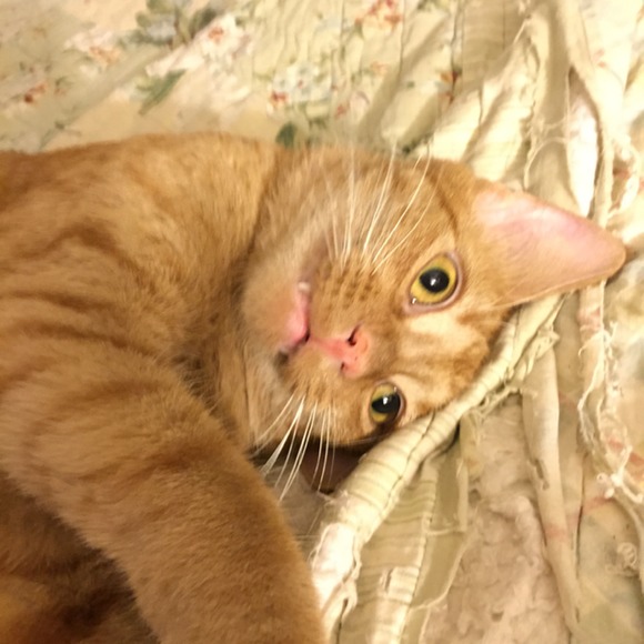 Meet your Posher, Karen - Picture 1 of 4